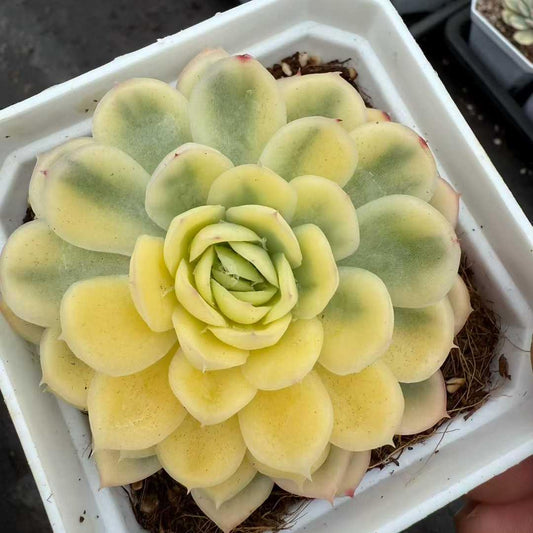 BL2155 ストロベリーアイス（10cm）