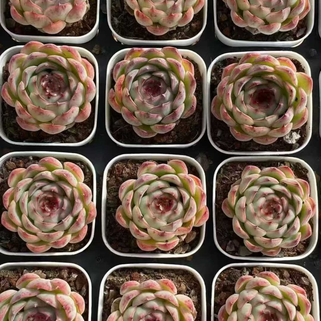 23578 エンチャンティングフェアリー（5.5cm pot）