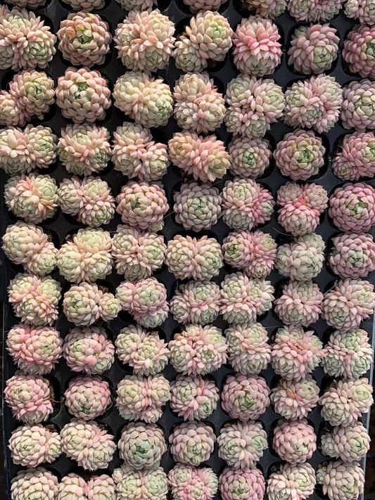 25440 ボールオブファット