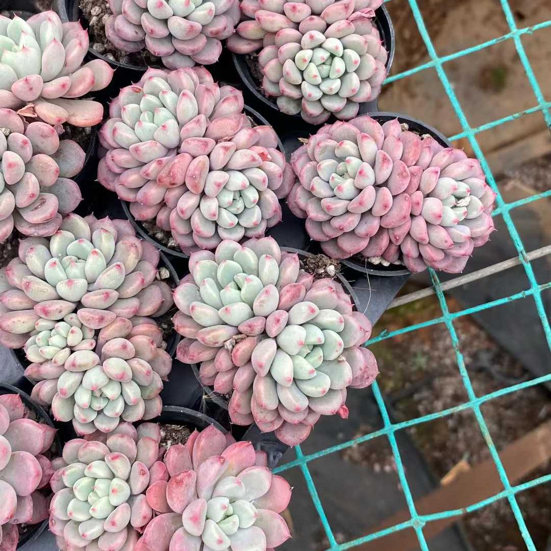 0555 スノーピーチ