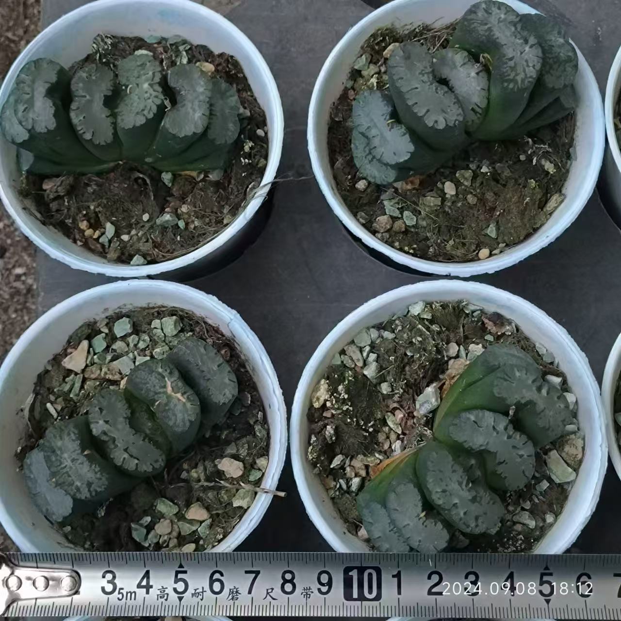 13217 富嶽 フガク