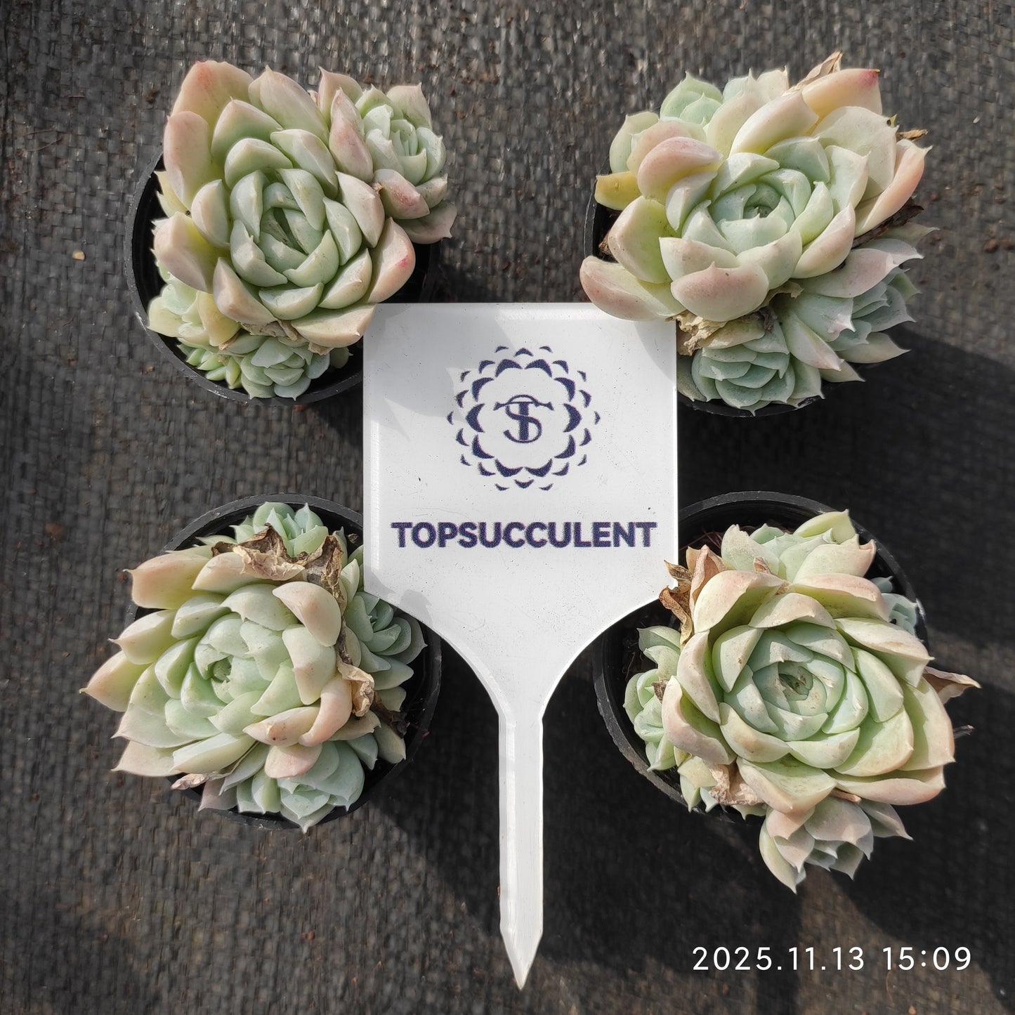 21107 ヒューミリス（5.5cm pot）