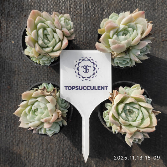 21107 ヒューミリス（5.5cm pot）