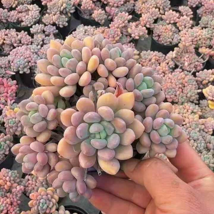 261011 キシリトール