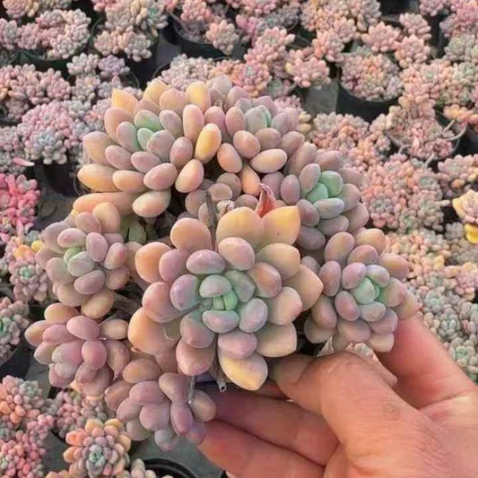 261011 キシリトール