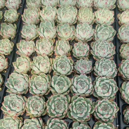 BL1837 チワワエンシス（30cm pot）