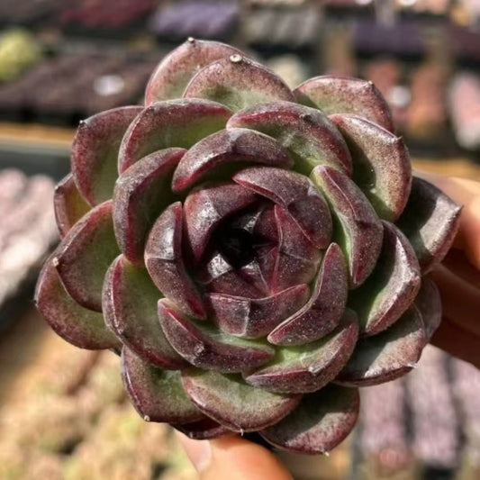 QNY150 ステュクス（7cm pot）