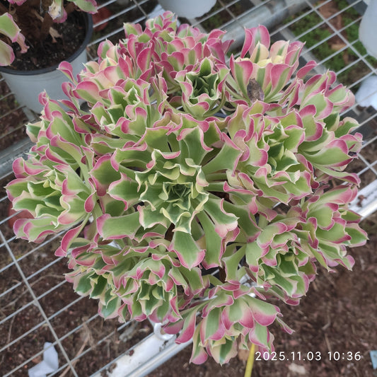 12023 リバー　ストーンズ（17cm pot）