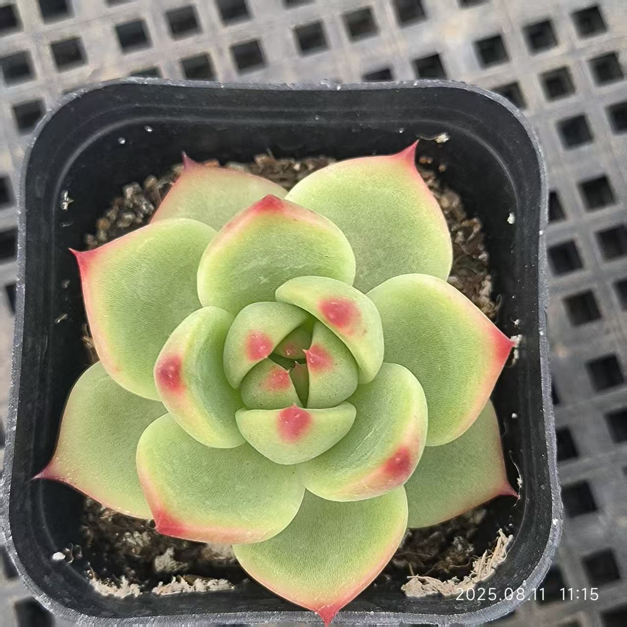 HBY093 ブルードラゴン(6.5cm pot)