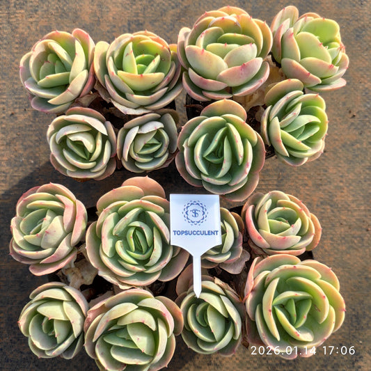 24769 ピーチプライド