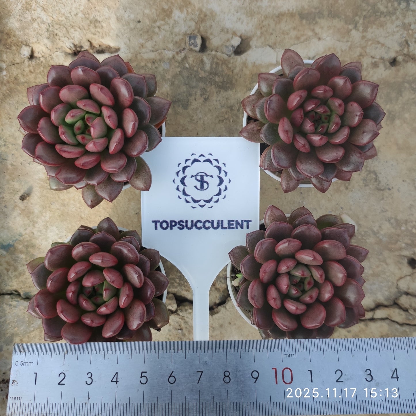 11552 ピンク　ルビー（5.5cm pot）