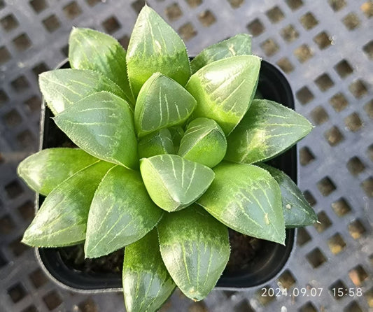 13135 ハオルチア ハイデルベルゲンシス