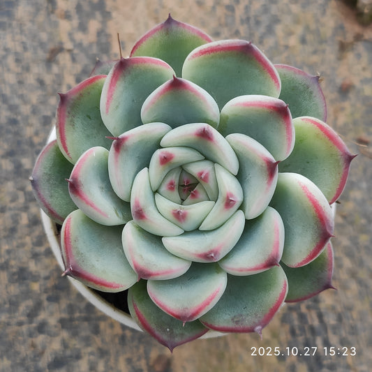 LB083 マーシェル（5.5cm pot）