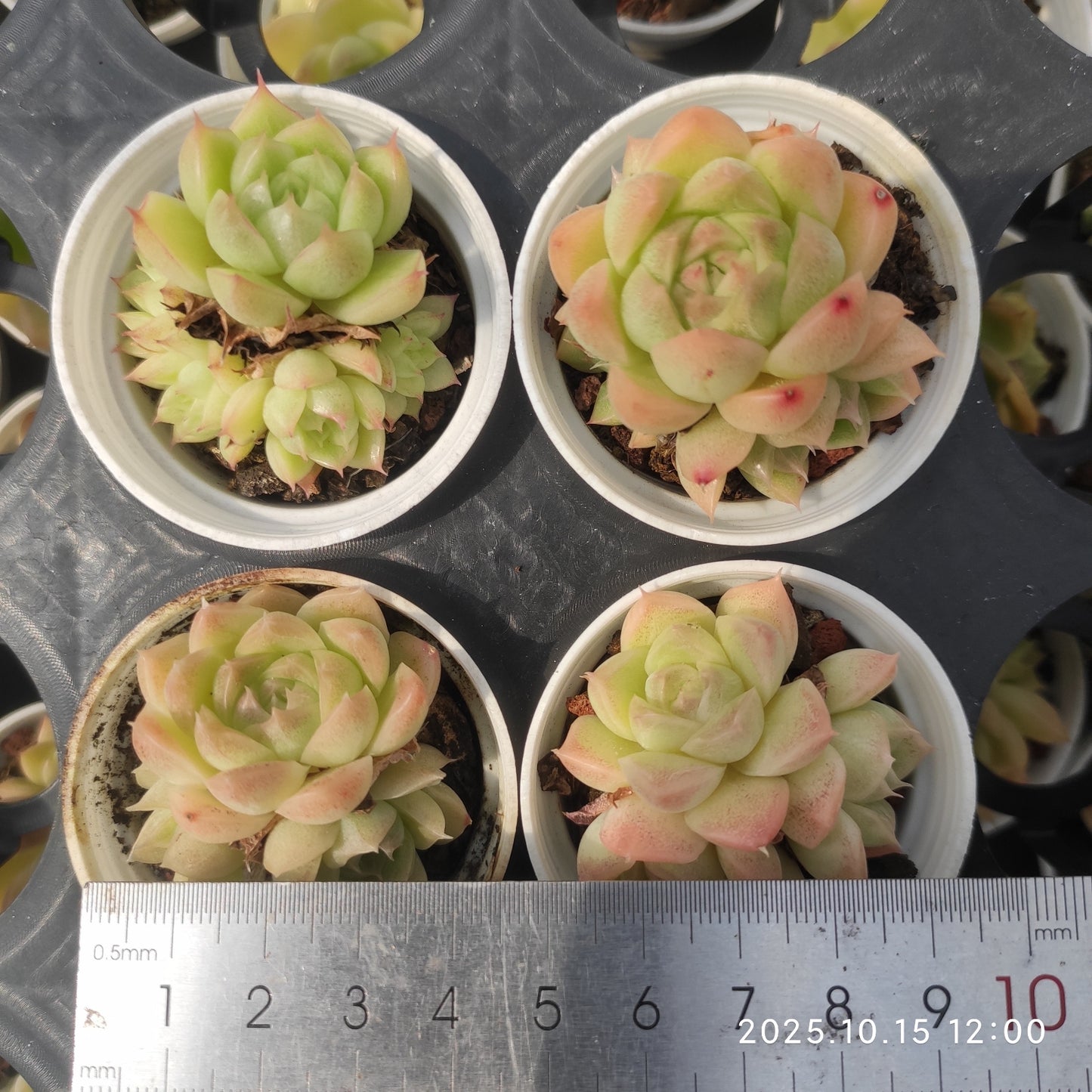 21459 マルガン（5.5cm pot）