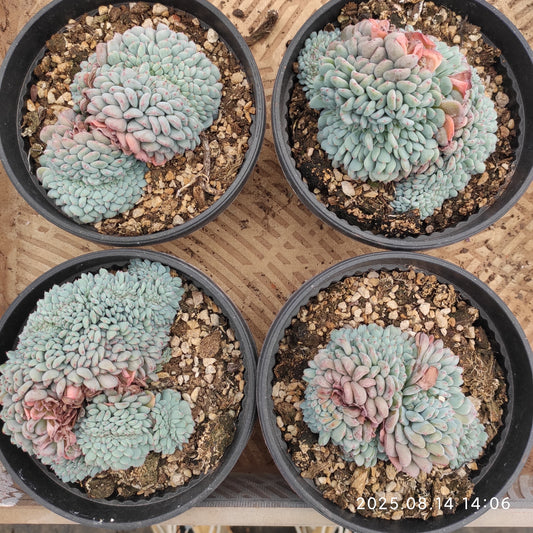 ZX247 ホワイトファット綴化（16cm pot）