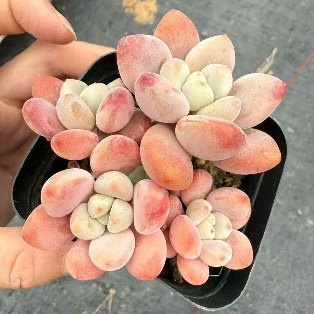 24444 レジェンド