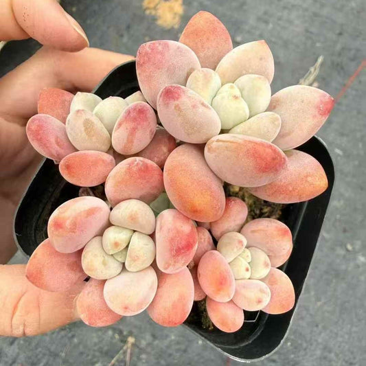 24444 レジェンド