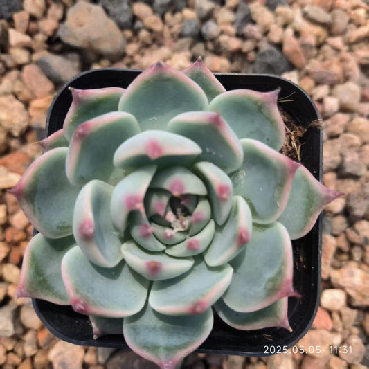 HR039 チワワエンシス(6.5cm pot)