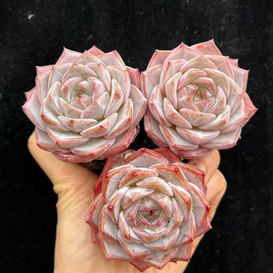 22821 リーンカーネーション（5.5cm pot）