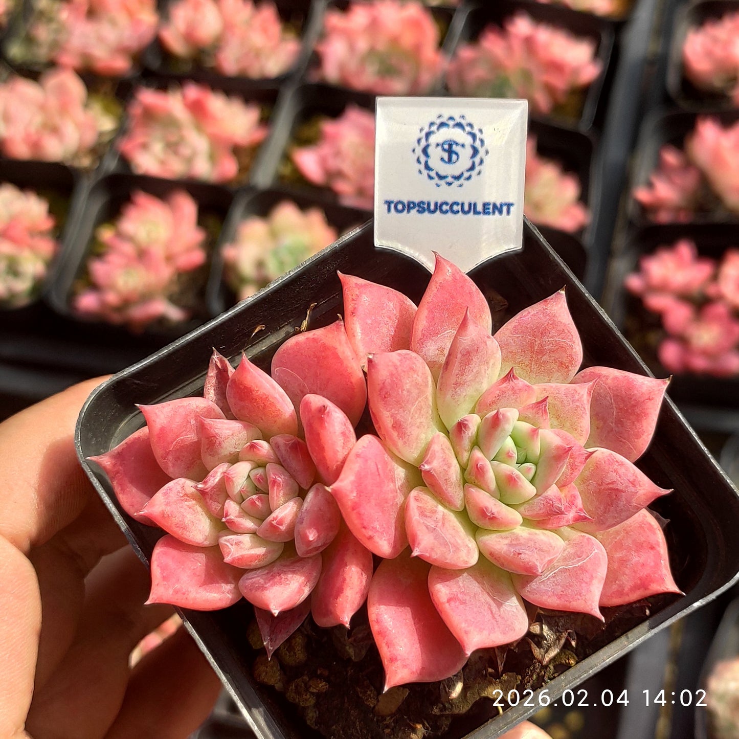 1072 エケマリア