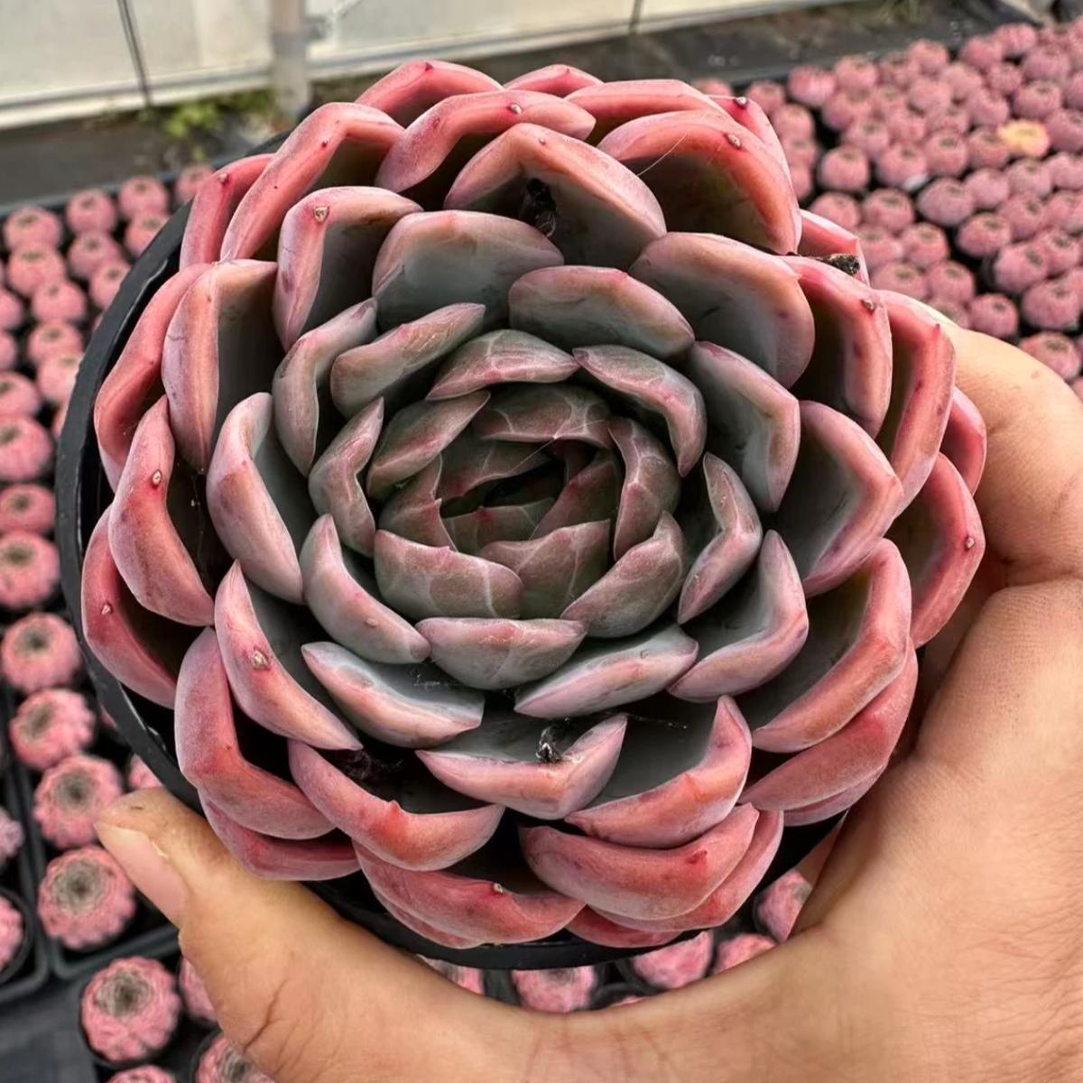 22618  ドラゴン　スケール　フルート（10cm pot）