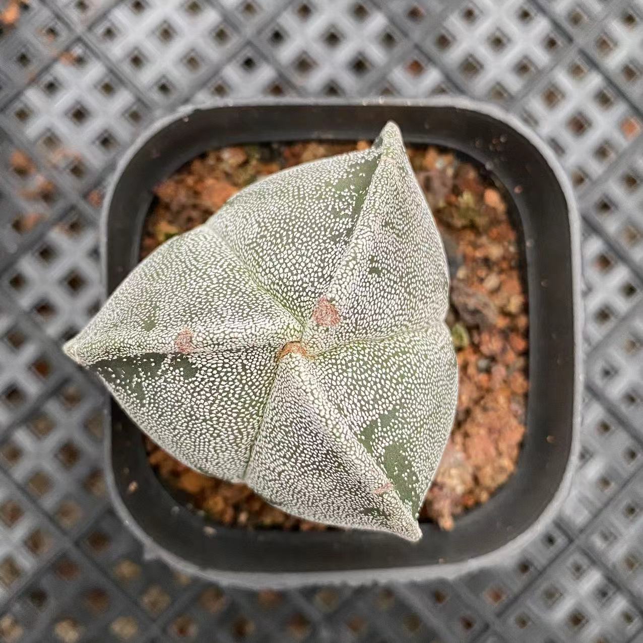 ZL059  三角鸞鳳玉（6.5cm pot）