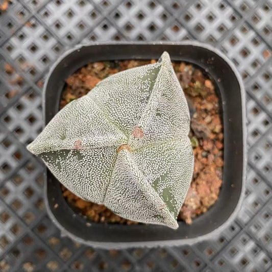 ZL059  三角鸞鳳玉（6.5cm pot）