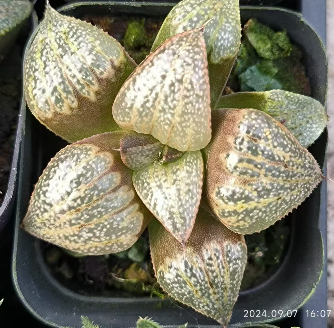 13156 ピンクパ一ル