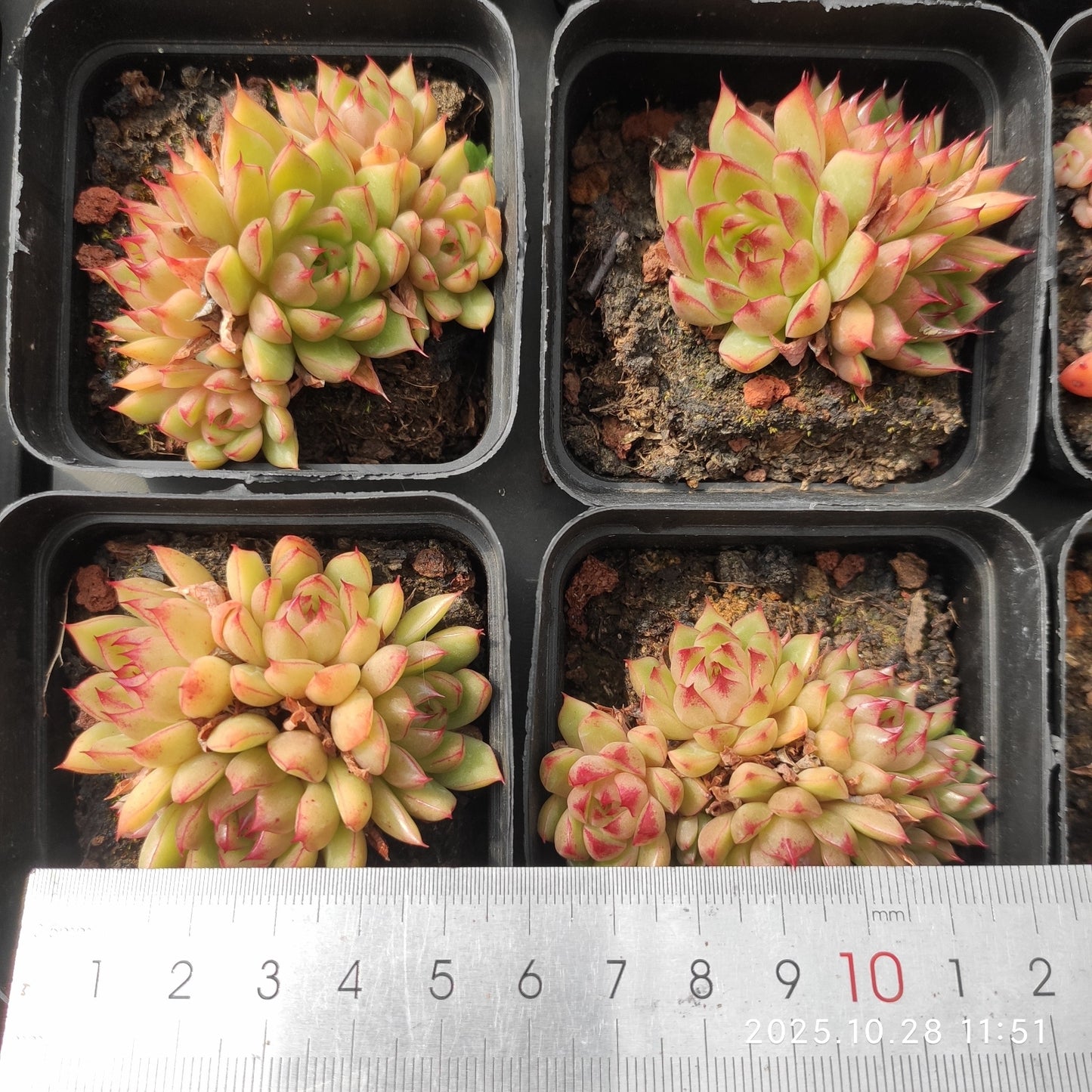 22193 レッドアイラッシュ（7cm pot）