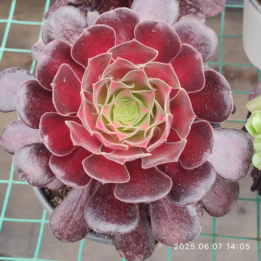 MMY1200 アエオニウム ウェディングドレス（12cm pot）