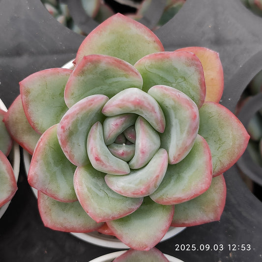 ZZA259 アマビレ（5.5cm pot）