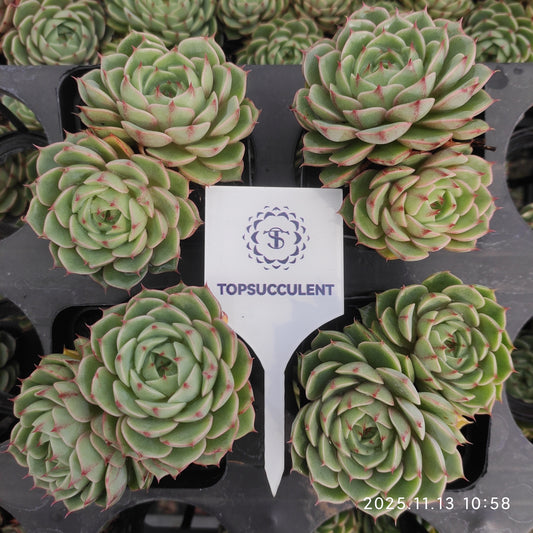 22428  ベンバディス（7cm pot）