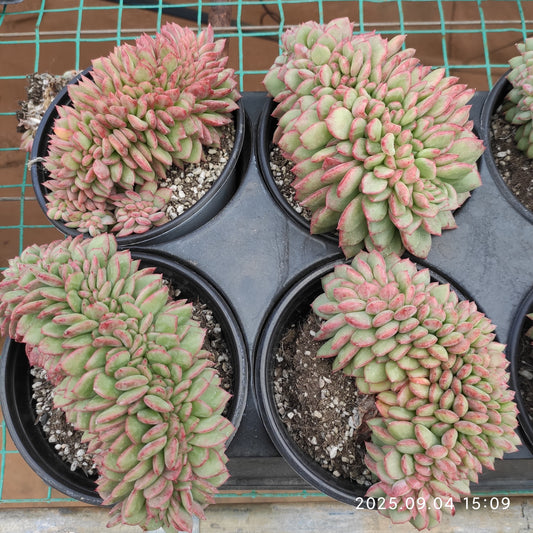 MMY1276 フェンディ綴化（12cm pot）