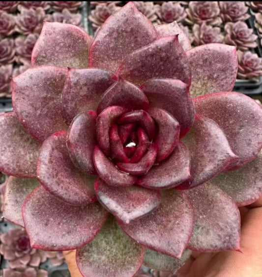 QNY163 マジック　ローズ　ブッケー（7cm pot）