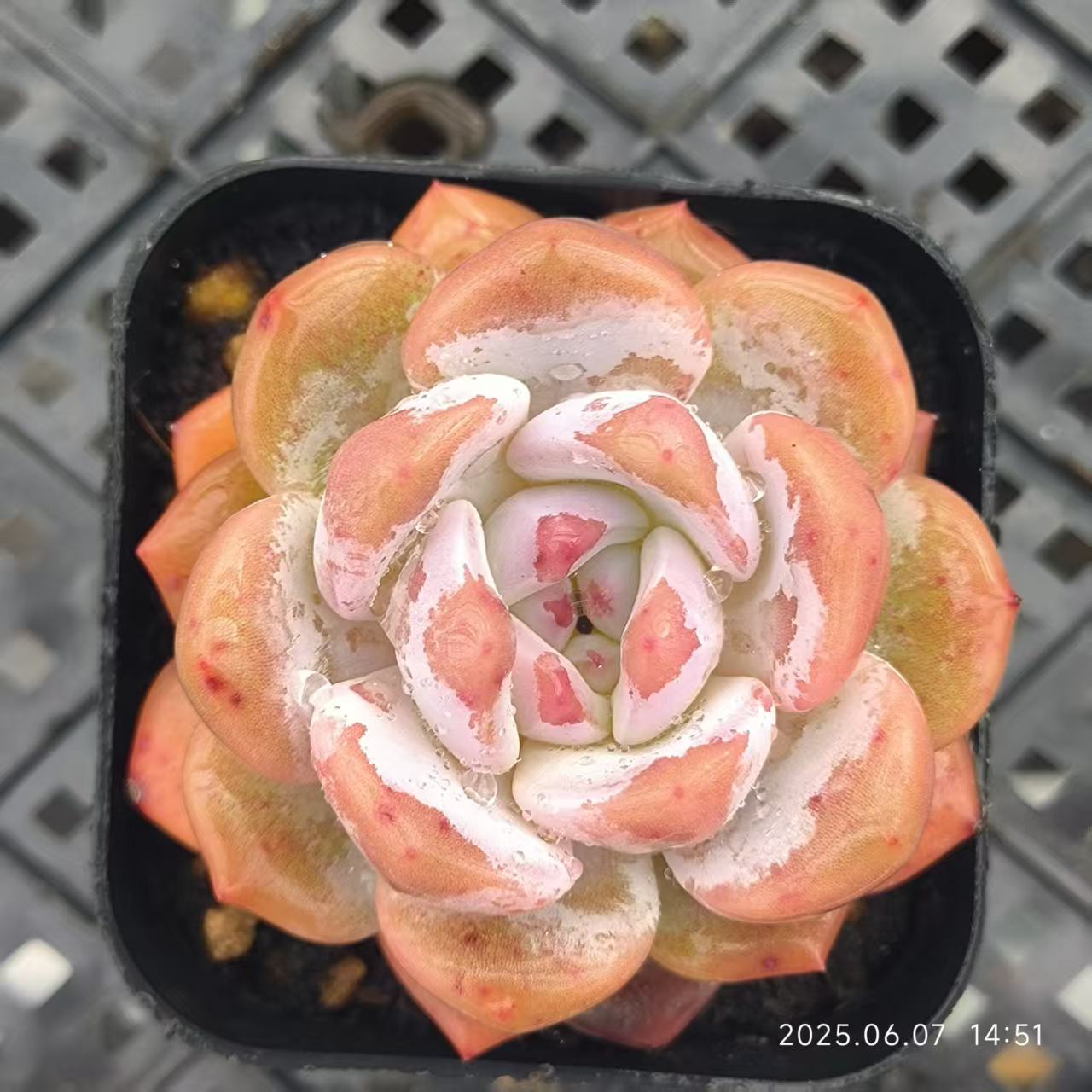 LG780 オレンジモンロー（6.5cm pot）