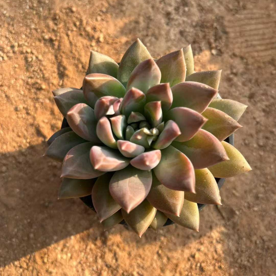 24084 ファントム　ビューティーHyb