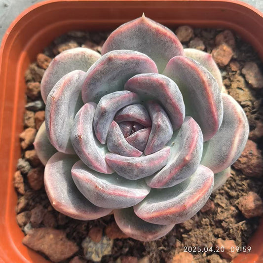 DX086 チーズブルーベリー （7cm pot）