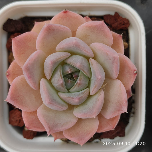 HG023 マルギャンHyb（7cm pot）