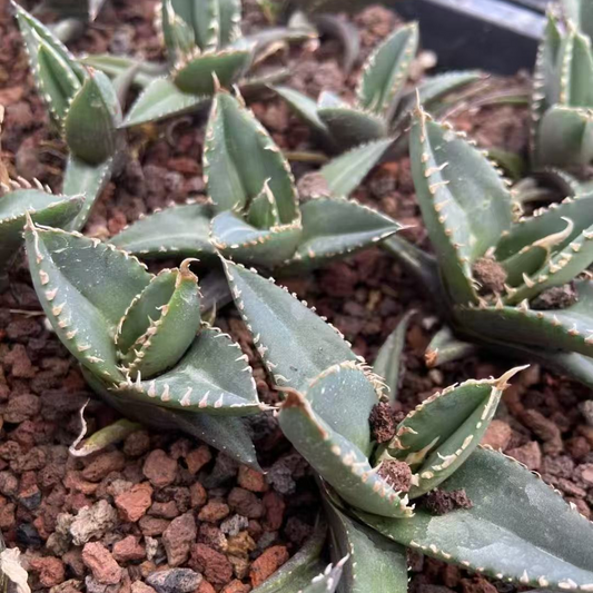 MH236 アガベ　チタノタ　狼人（7cm pot）