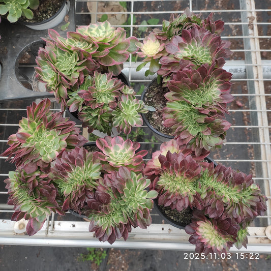 17927 アエオニウム　シーキング綴化（12cm pot）