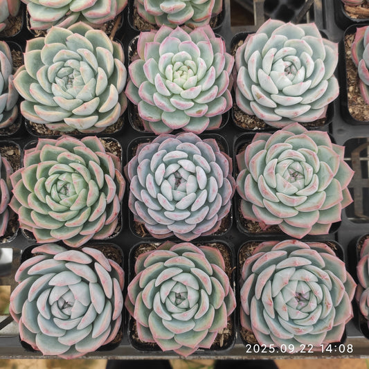 LB024 ウォーター　ドリームHyb（7cm pot）