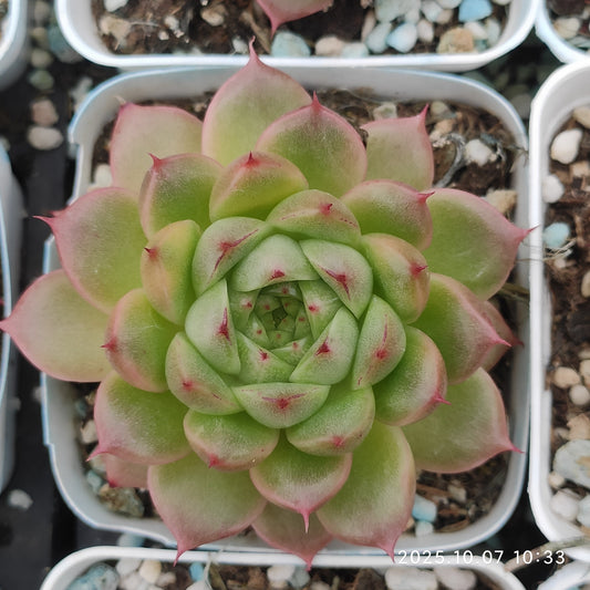 XQ1424 パインコーン　ジェニーHyb（7cm pot）