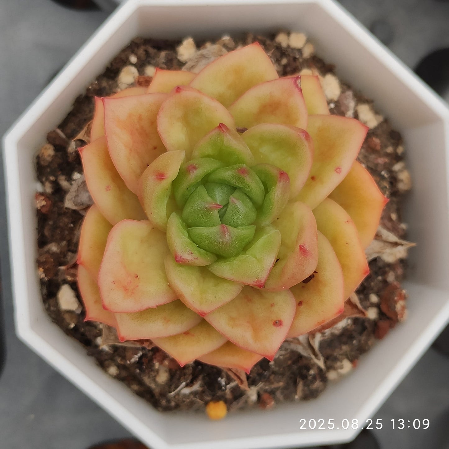 WWA221 スノー　バード（7cm pot）