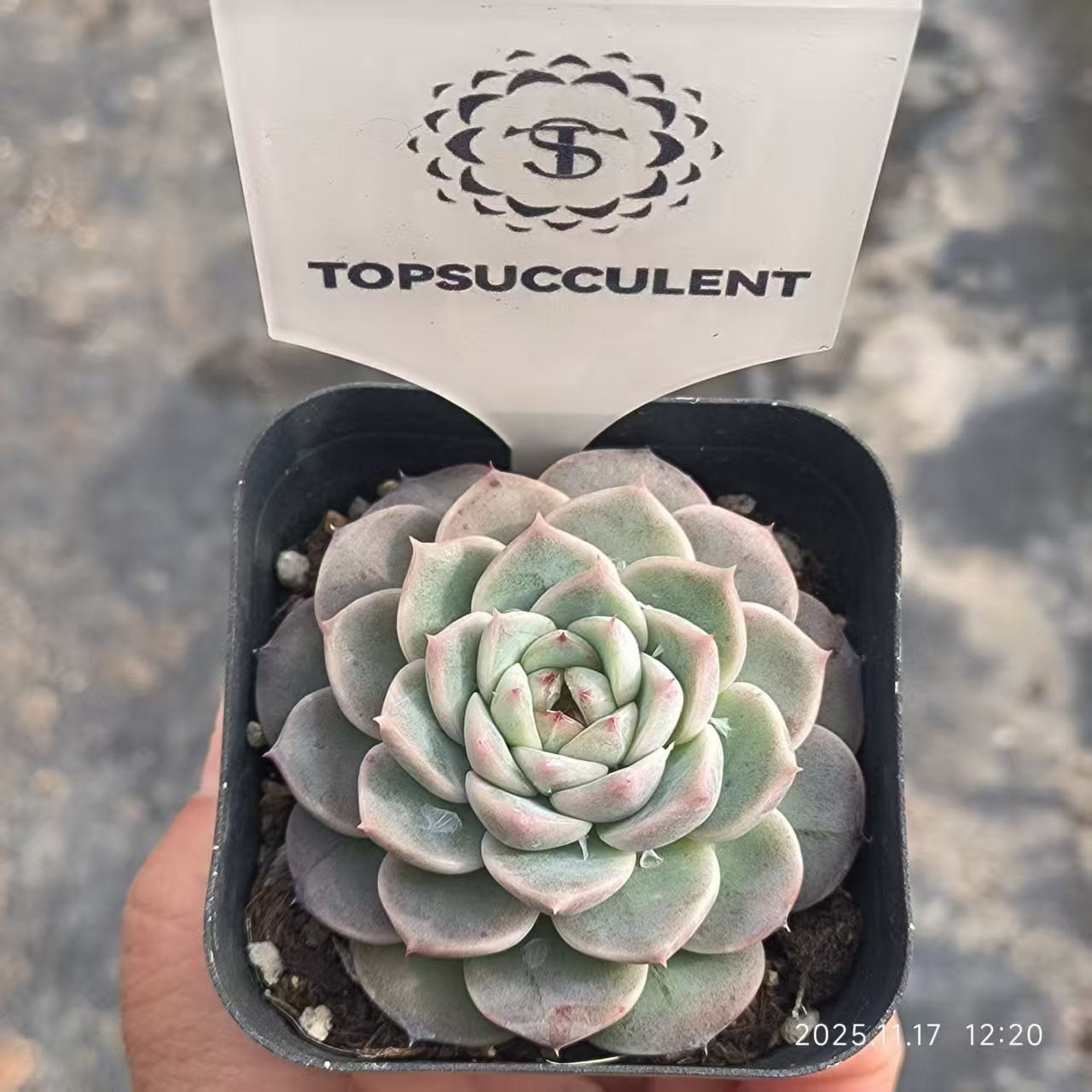 T0499 レッドベルベット（6.5cm pot）