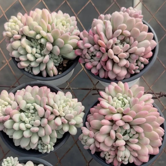 24601 リトルレッドエッグ錦