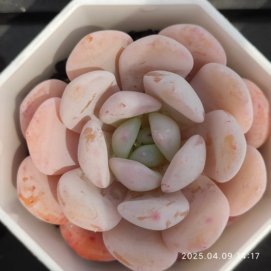 YBB155 ラウイ×モンロー（7cm pot）