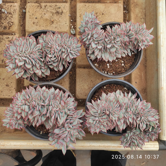 YS242 エスター 錦綴化（12cm pot）