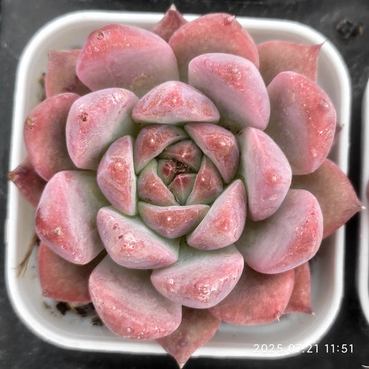 MMY978 ダイヤモンド コロラータ（5.5cm pot）