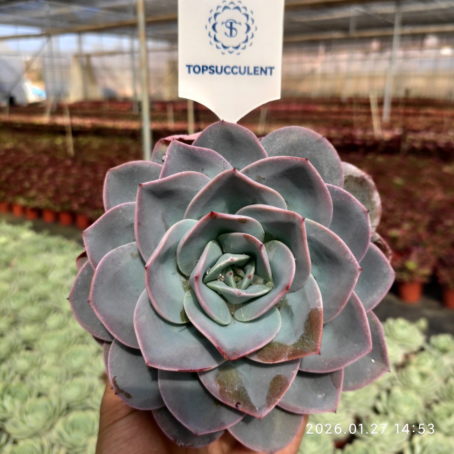 23286 ブレランド