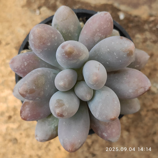 MMY1244 ピンクラバー（5.5cm pot）